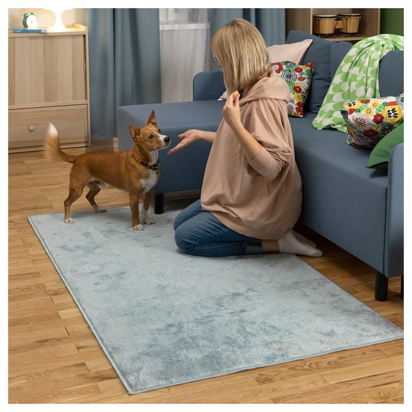 Person kneels on soft blue rug with brown dog, blue couch, colorful pillows.