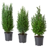 Three potted evergreen shrubs, dark green, in black plastic pots.