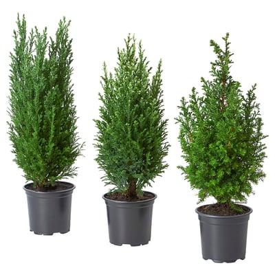 Three potted evergreen shrubs, dark green, in black plastic pots.