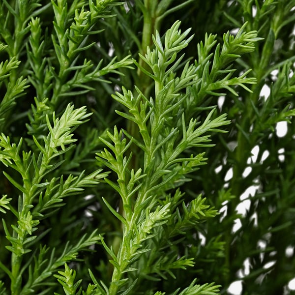 Bright, lush, green foliage spread across image, showing healthy plant with vibrant, feathery leaves.