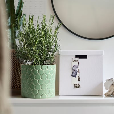 Plant on shelf next to photo box.