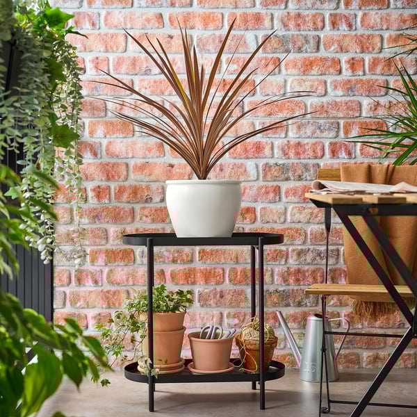 Indoor garden: cordyline, terracotta plants, tools, brick wall.