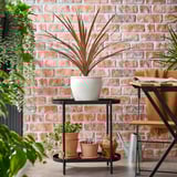 Indoor garden: cordyline, terracotta plants, tools, brick wall.