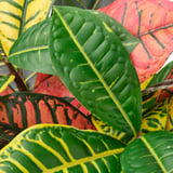 FEJKA Artificial potted plant, in/outdoor Croton, 12 cm