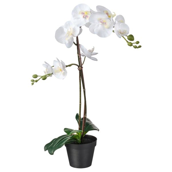 FEJKA white orchid plant, artificial, potted in black.