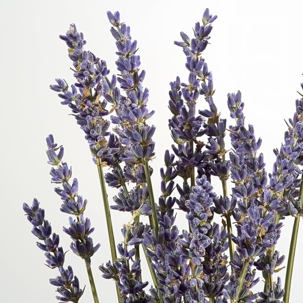 Close-up of fresh, vibrant purple lavender stems against a light background.