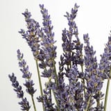 Close-up of fresh, vibrant purple lavender stems against a light background.