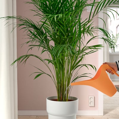 Person watering tall potted plant with orange can.