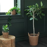 Three wicker baskets, two on wooden stools, one on floor, displaying lush green indoor plants, set against dark green wall.