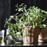 Woven basket with herbs.