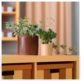 Two plants in decorative pots: brown ribbed and peach textured, on wooden shelf.