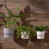 Three potted plants on wooden wall.