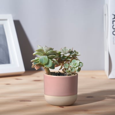 Small potted succulent on wooden desk, with white frame and magazine in background.