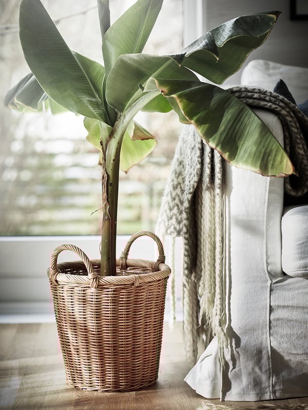 A wicker basket holds a lush green banana plant. A white blanket drapes a gray chair nearby. The basket sits on a wooden floor by a window.