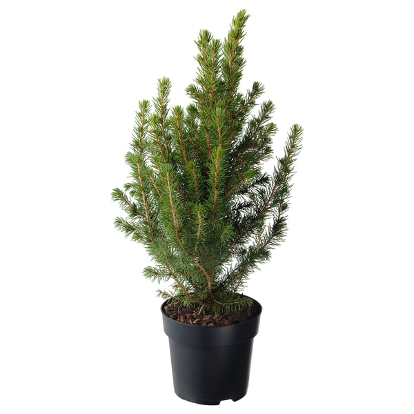 Small potted conifer, dark green needles.