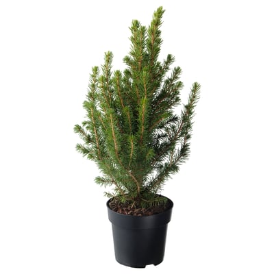Small potted conifer, dark green needles.