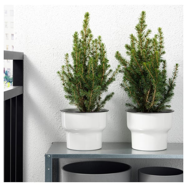 Two potted evergreen trees displayed on a shelf, enhancing home decor with a natural touch.