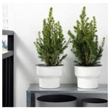Two potted evergreen trees displayed on a shelf, enhancing home decor with a natural touch.