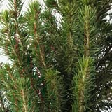 Close-up view of lush green pine needles on a healthy, robust branch.