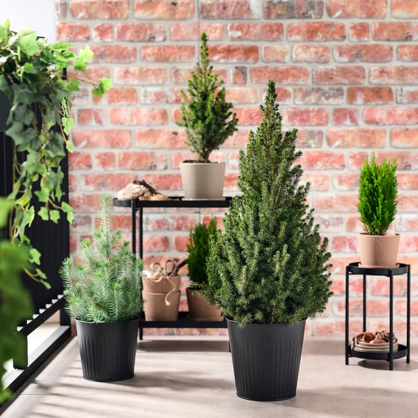 Four potted conifer trees against a brick wall. Three in black pots, one on small stand. Trees are taller than pots, creating a layered look.