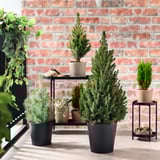 Four potted conifer trees against a brick wall. Three in black pots, one on small stand. Trees are taller than pots, creating a layered look.