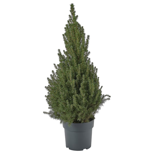 Small potted evergreen tree, dark green, conical shape.