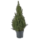 Small potted evergreen tree, dark green, conical shape.