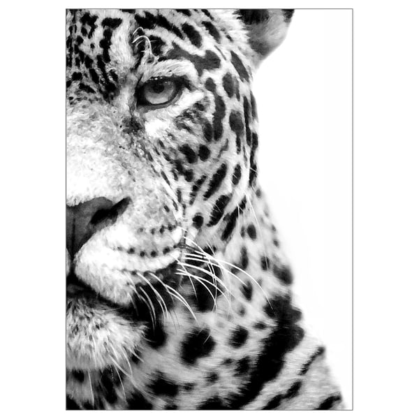 Black and white cheetah close-up poster. Detailed spots and fur texture.