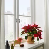 Red POINSETTIA by window with horse and pinecone.