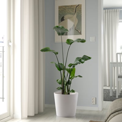 Plant, art, bed in bright room.