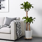 Large potted plant on wheels next to gray sofa with blanket. Easy to move, protects floor.