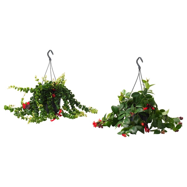 To hængende kurveplanter med grønne blade og røde blomster, ophængt i sorte kroge. Sidder godt indendørs eller udendørs.