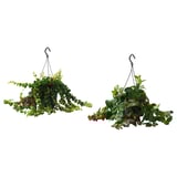 To hængende kurveplanter med grønne blade og røde blomster, ophængt i sorte kroge. Sidder godt indendørs eller udendørs.