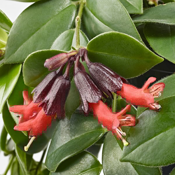 Lyse røde og dybe lilla blomster blomstrer blandt store, blanke grønne blade, der levende viser frodig plantesundhed.