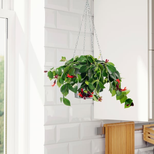 Hængende læbestiftplante med røde blomster mod køkkenvæg.