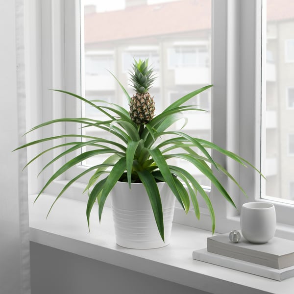 ANANAS Plante, Ananas, 12 cm IKEA