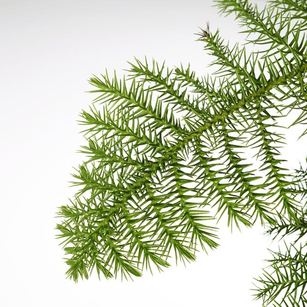 Nærbillede af levende, sunde grønne nåle på en ARAUCARIA-gren, isoleret på hvidt.