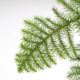 Nærbillede af levende, sunde grønne nåle på en ARAUCARIA-gren, isoleret på hvidt.