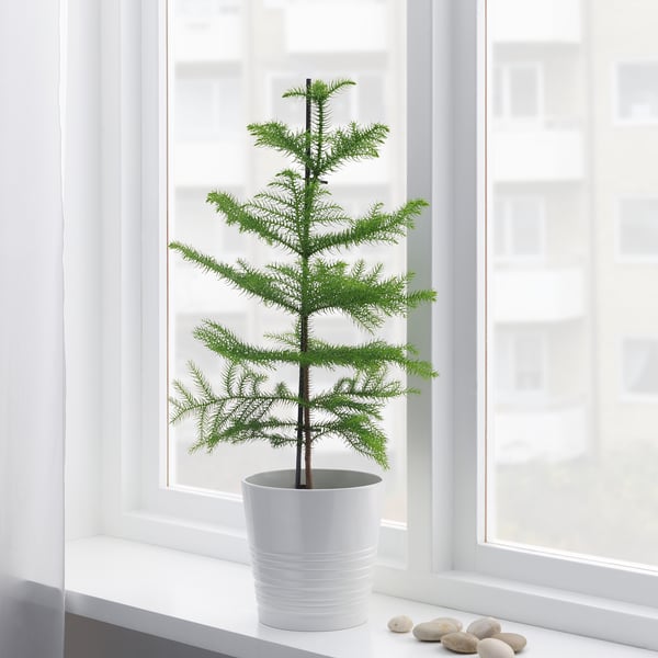 En potteplante i en vindueskarm, der trives med frodige grønne blade, oplyst af naturligt lys.