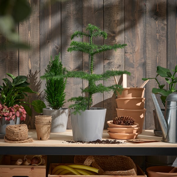 Træhylde med ARAUCARIA træ, små planter, kogler og værktøj. Rustik indretning.