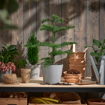 Træhylde med ARAUCARIA træ, små planter, kogler og værktøj. Rustik indretning.
