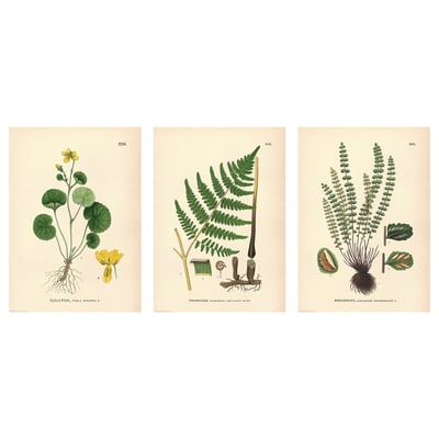 Tre vintage botaniske illustrationer af planter: gul blomst, bregne og grøn bregne. Detaljeret, pædagogisk kunststil.