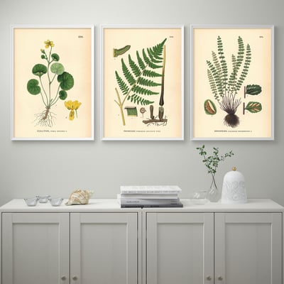 Tre botaniske tryk over skænken: fiallviol, geum-rhod, asplenium. Skænk med bøger, skal, vase.