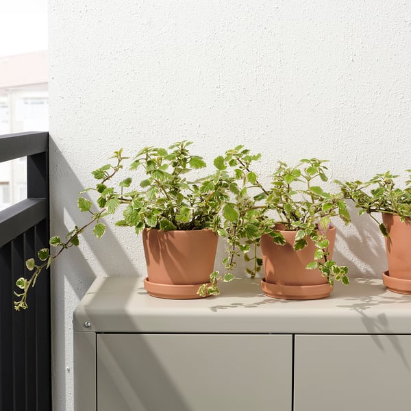 Tre terracotta potter med grønne planter på en hylde, ideel til udendørs brug.