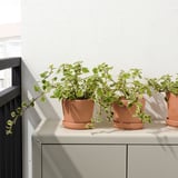 Tre terracotta potter med grønne planter på en hylde, ideel til udendørs brug.