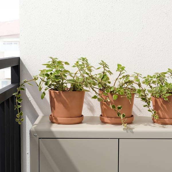Tre terracottapotter med grønne planter sidder på udendørs skabe, så sollyset kan ramme dem og hjælpe med plantevæksten.