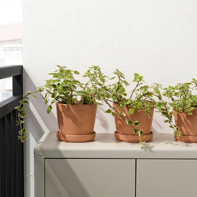 Tre terracottapotter med grønne planter sidder på udendørs skabe, så sollyset kan ramme dem og hjælpe med plantevæksten.