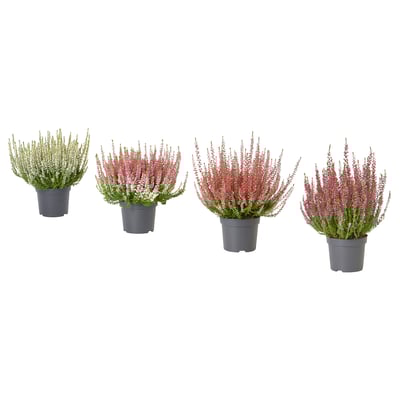 Fire CALLUNA-planter i potter i mørkeblå potter med hvide, lyserøde, rosa og magenta blomster, arrangeret på række.