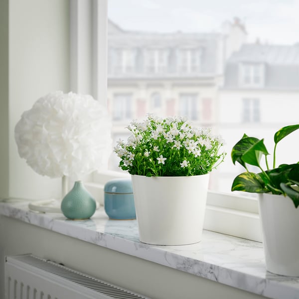 Vindueskarmen blomster: hvid, blå vase, grøn plante. Marmor, udsigt over byen.