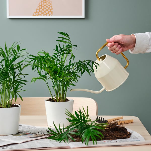 Person vander stueplanter med hvid og guld vandkande, som er pottet i hvide potter. Avis- og haveredskaber på bordet.